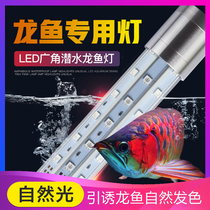 Fish tank diving light red dragon fish hair color enhancement special light LED aquarium waterproof light amphibious lighting