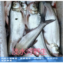 Qiaozhui fish Xinghua specialty wild fish Qiaozhui white fish Diao Zi fish 500g Jiangsu Zhejiang Shanghai and Anhui buy 3 pounds