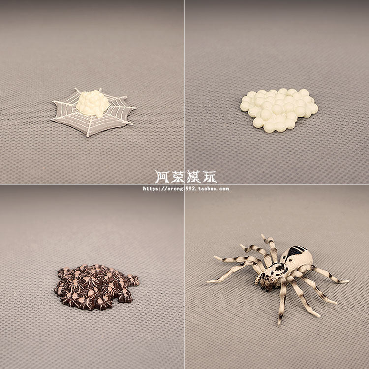 蜘蛛成长周期模型认知玩具节肢动物教具白漆头蛛虫卵小蜘蛛模型-Taobao