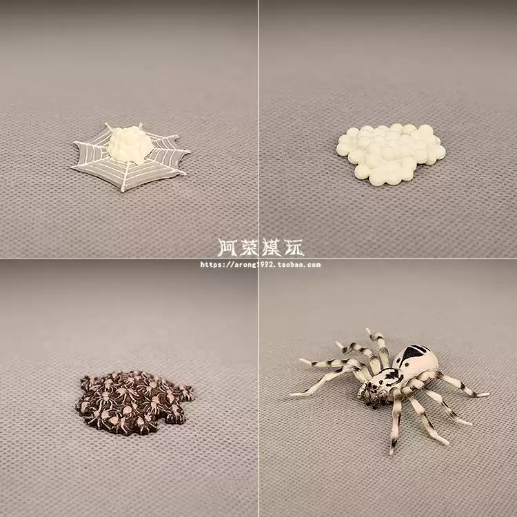 蜘蛛成长周期模型认知玩具节肢动物教具白漆头蛛虫卵小蜘蛛模型-Taobao