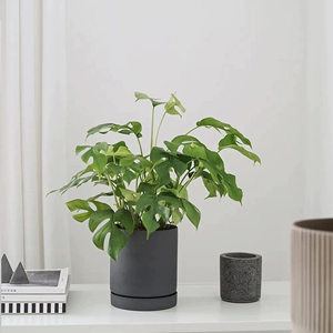 Ji Monstera Flying Phoenix Круглый лист мини-монстера крытый устойчивый