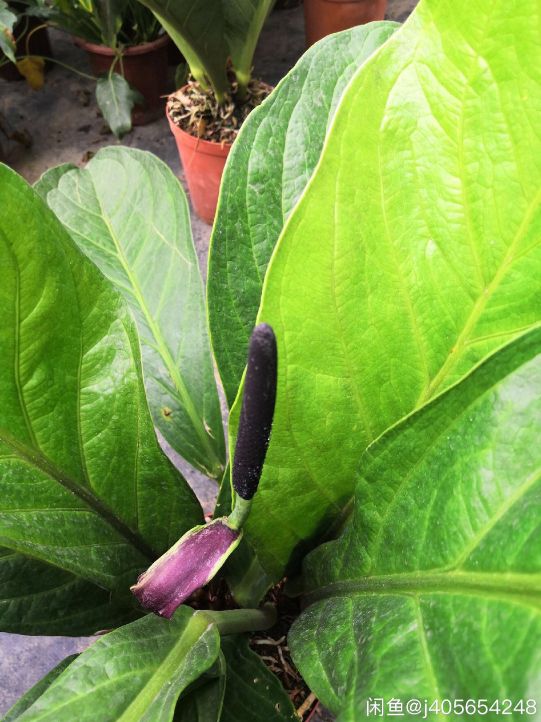 Anthurium Bonplandii Subsp Guayanu大叶子鸟巢花烛雨林植物