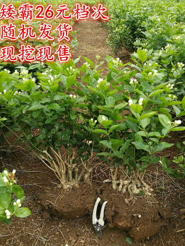 横县双瓣复瓣茉莉花苗茉莉花老桩盆栽老树桩盆景老桩盆栽泡茶茉莉