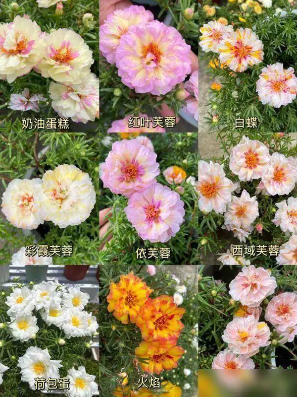 小伙把太阳花“养成树”，开价2000元都不卖，网友：这造型绝了，值
