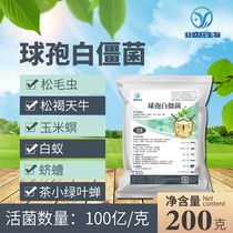 Industry Sheng Wangqiu Stiff Fungus Production Stiff Silkworm Full Soluble Raw Powder Tenu Pine Caterpillar Grub Vegetable Green Worm Corn Borer