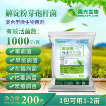 Strong Xingxing Bacillus amyloidosis cultivation of agricultural functional fungicide solid nitrogen anti-stubble improvement soil anti-disease