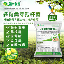Multi-stick Bacillus fungicide Soft Rot Root Rot Cream Moldy Green Blight Microbial Inoculum Cultivation Soil Functional Bacteria