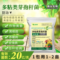 Prevention and control of soil-borne diseases such as green blight wilt root rot soft rot and so on by water-soluble Bacillus polymyxus