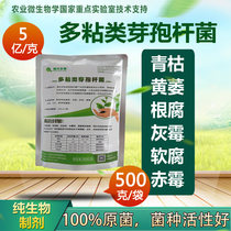 Prevention and control of soil-borne diseases such as green blight wilt root rot soft rot yellow leaf disease and other soil-borne diseases by Bacillus polymyxus Qiangxing