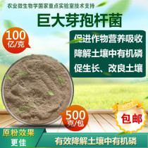 10 billion giant bacillus phosphorus bacteria degrade soil organophosphorus Improve fertilizer efficiency increase production of phosphorus-dissolving bacteria