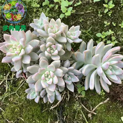 葉先生的多肉淡雪老樁羣生幽靈公主易養超大狀態老樁多肉植物 葉先生的多肉淡雪老樁羣生幽靈公主易養超大狀態老樁多肉植物