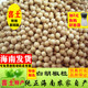 Xitu authentic Hainan special-grade white pepper grains 500g farm white pepper seasoning bulk commercial household specialty