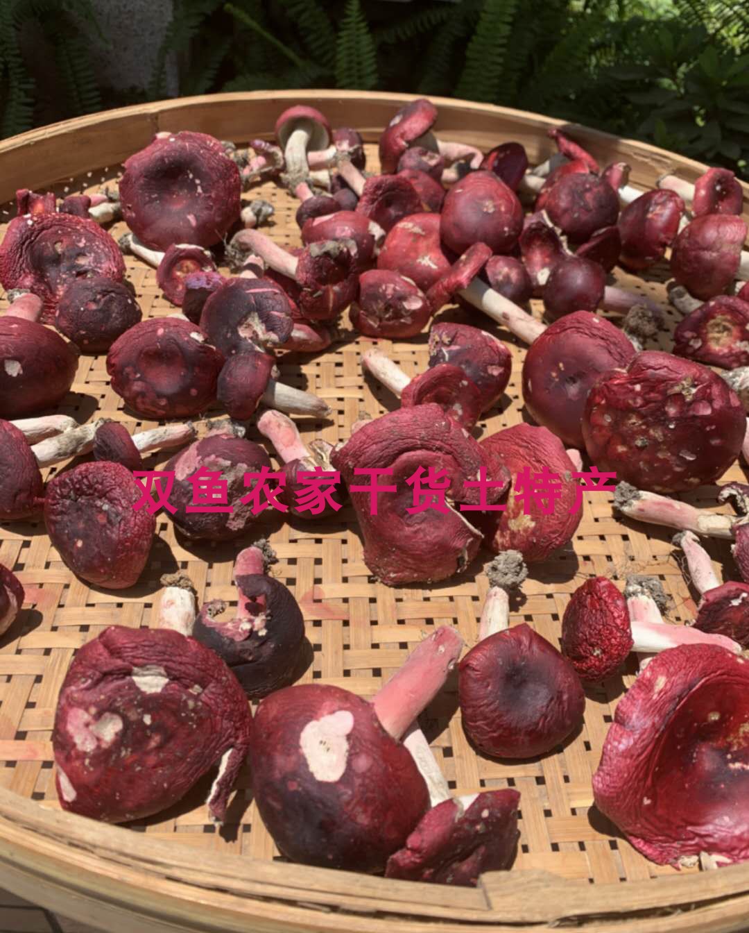 Deep Mountain Wild Mountain Treasures Authentic large red mushrooms dry goods to eat maternal pregnant woman to be nourished by 250g