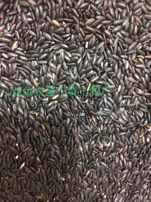 Pisces Longyan City, Fujian Province, Mainland China Black rice original color Natural fresh without musty 500g
