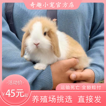 Pet rabbit Dutch lop-eared rabbit live Dodge cat cat rabbit little dwarf rabbit live White