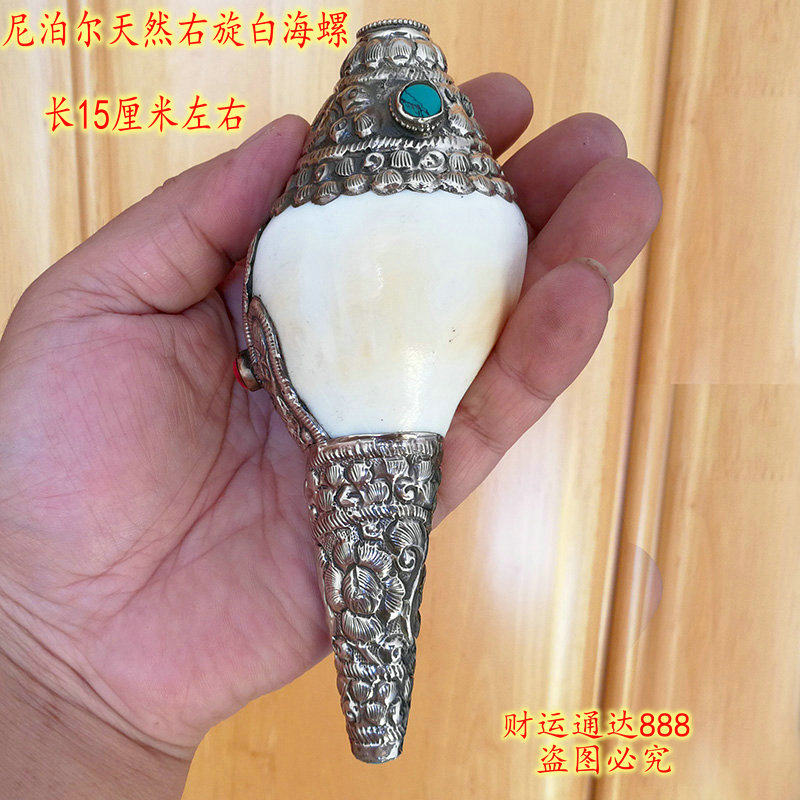 Nepal imported Indian right-handed natural white sea snail encased in silver snail length of about 15 cm