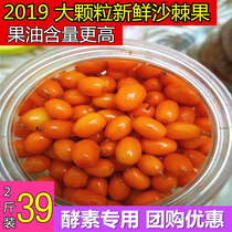 Seabuckthorn fruit fresh 2kg selection of special wild pure natural big fruit sea buckthorn disposable juice enzyme