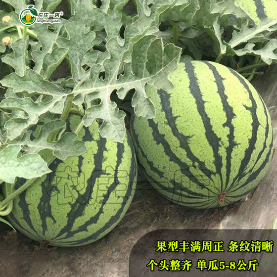 8424 Kirin Seedless Meidu Watermelon Seed Daquan Seed Fruit Melon Fruit Seedling Small Southern Vegetable Seedling Seedling