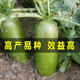 Tianjin Shawo fruit green radish seeds white and red Weixian radish encyclopedia summer and autumn vegetable seeds