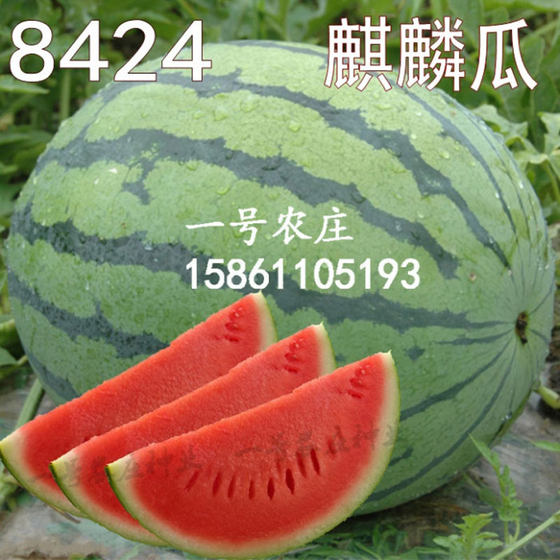 8424 Kirin Seedless Meidu Watermelon Seed Daquan Seed Fruit Melon Fruit Seedling Small Southern Vegetable Seedling Seedling