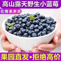 Sichuan Dcool Mountain High Alpine Fresh Blueberries now cick up Sy Sweet sweet Multificy