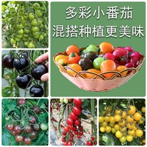 Colorful small tomato seed seedlings cherry tomatoes seed waterfalls tomato seed Cherry Tomato dwarf potted Spring
