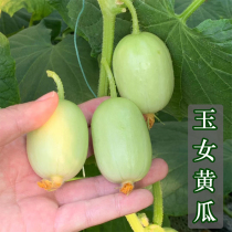 Golden boy Jade Girl cucumber seed mini fruit thumb cucumber seed Green meat balcony potted four seasons vegetables