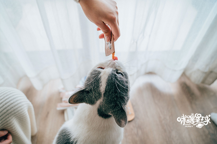 FURRYTAIL đuôi mèo mèo ăn nhẹ thịt mèo dinh dưỡng thức ăn ướt tươi - Đồ ăn nhẹ cho mèo Hạt Cateye cho mèo có tốt không