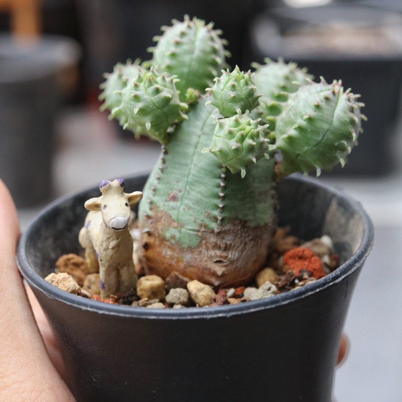 青磁の鉢 盆栽鉢 中国鉢 植木鉢 多肉植物鉢 小品盆栽鉢 山野草鉢 青花磁器鉢 盆栽鉢 中国鉢 植木鉢 多肉植物鉢 小品盆栽鉢 山野草