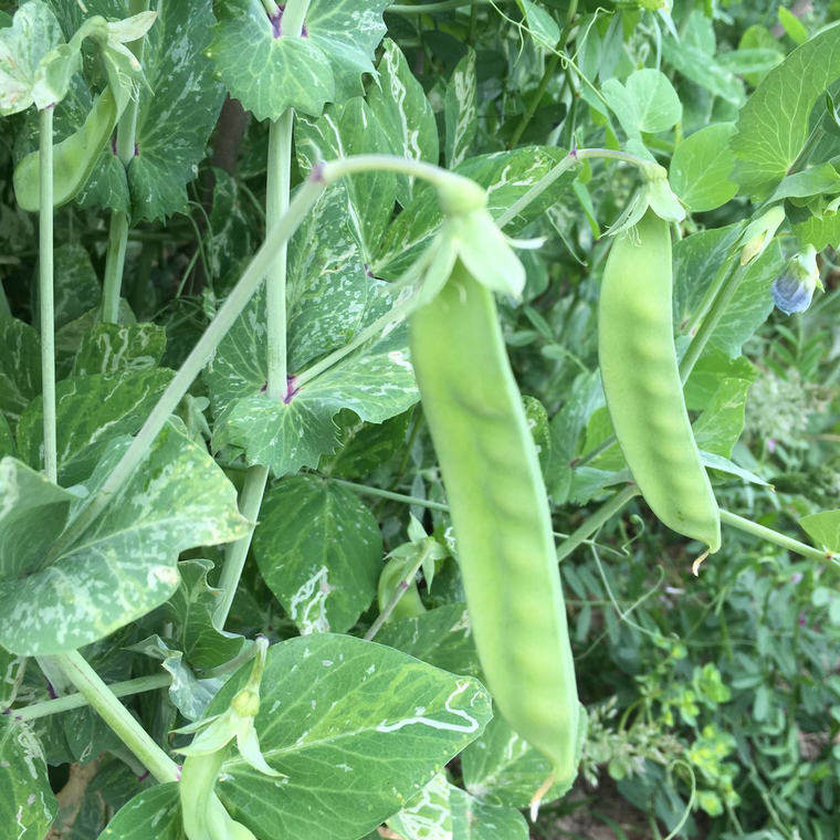 食荚豌豆,越冬,效_大山谷图库