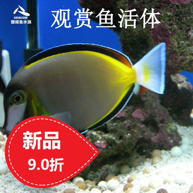 Sea water ornamental fish living coral fish inverted hanging fish flowers hanging seven colorful hanging black flower hanging-Taobao