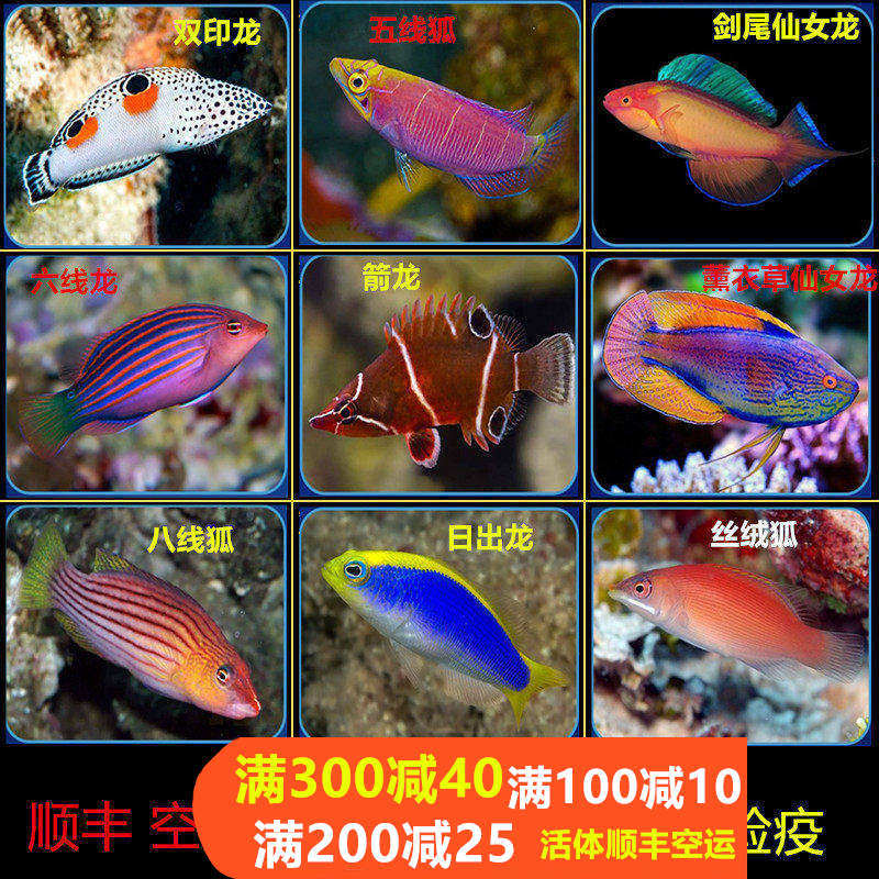🔥六线日出双印海水鱼，为你的家添一抹蓝色奇迹🌈-鱼-淘宝好物网