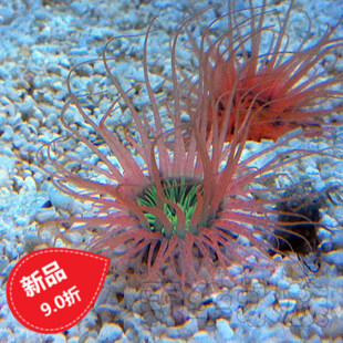 Seawater fish Waterwater Waterfish Live coral tropical fishfish fish fish fish fish fish fish fish fish