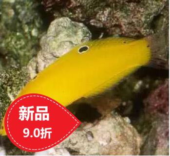 Sea water fish water ethnic banana dragon yellow dragon green flower dragon tropical fish red dragon living ornamental fish