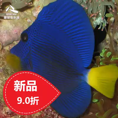Tropical aquarium pet sea fish American imported purple hanging sea water tank tropical fish pet living ornamental fish