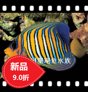 Living Fish Living Coral Reef Marine Marine Marine Sea Fish Imported Towel Emperor Sixties Fairy Soup Chen