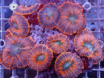 Cisfeng Bag Live New Green Orange Red Blue Mushrooms Bubble Mushrooms Living Large Red Mushrooms With Base Stone Clown Fish