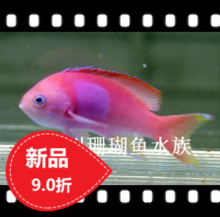 Sea Water Fish Tropical Aquatic Pets Indonesia Red Side Purple Print Seawater Fish Tank Tropical Fish Pet Living Spectator Fish