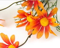 Одна цена оранжевого