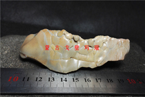 Natural Alashan Gobi Agate Gobi stone wind gravel Jasper horse tooth stone Qishi rough hand play stone ornaments A