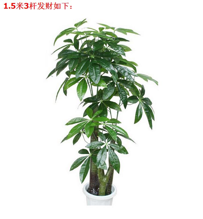 Đặc biệt cung cấp mô phỏng cây may mắn mô phỏng cây giả cây xanh cây sàn phòng khách lớn tài sản cây trang trí hoa lụa - Hoa nhân tạo / Cây / Trái cây cây giả đẹp