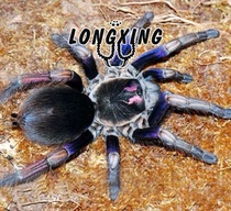 Ecuador purple leg PAM is a large South American land-based high-end variety foot exhibition 8-9cm pet