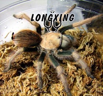 Aphonopelma chalcodes Mexico gold back non-care foot exhibition 1-1 5cm pet spider