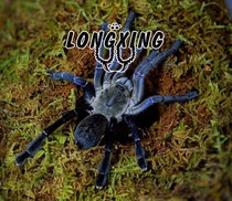 Vietnam Midnight Blue Foot Exhibition 6-15cm Fierce Tiger Tarantula