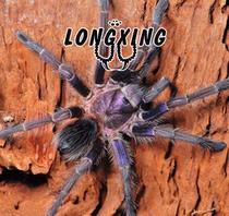 Haiti Coffee bird blue-violet a foot exhibition 2cm pet spiders in vivo