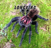 Xenesthis cf immanis black fire Columbia Laser black Flame 10CM