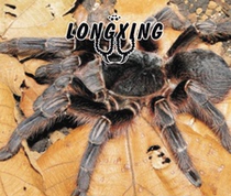 Acanthoscurria paulensis Itopewa Foot Exhibition 5cm Large Up to 23CM