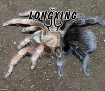 Mexico black diamond tarantula longevity docile foot exhibition 1-1 5cm pet spider