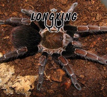 Columbia yellow-striated bird spider 3-4cm laser origin rare variety