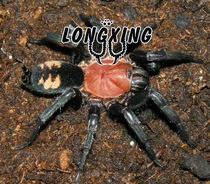 Diplura sp Peru Peru Peru pygmy foot show 1cm pet spider live